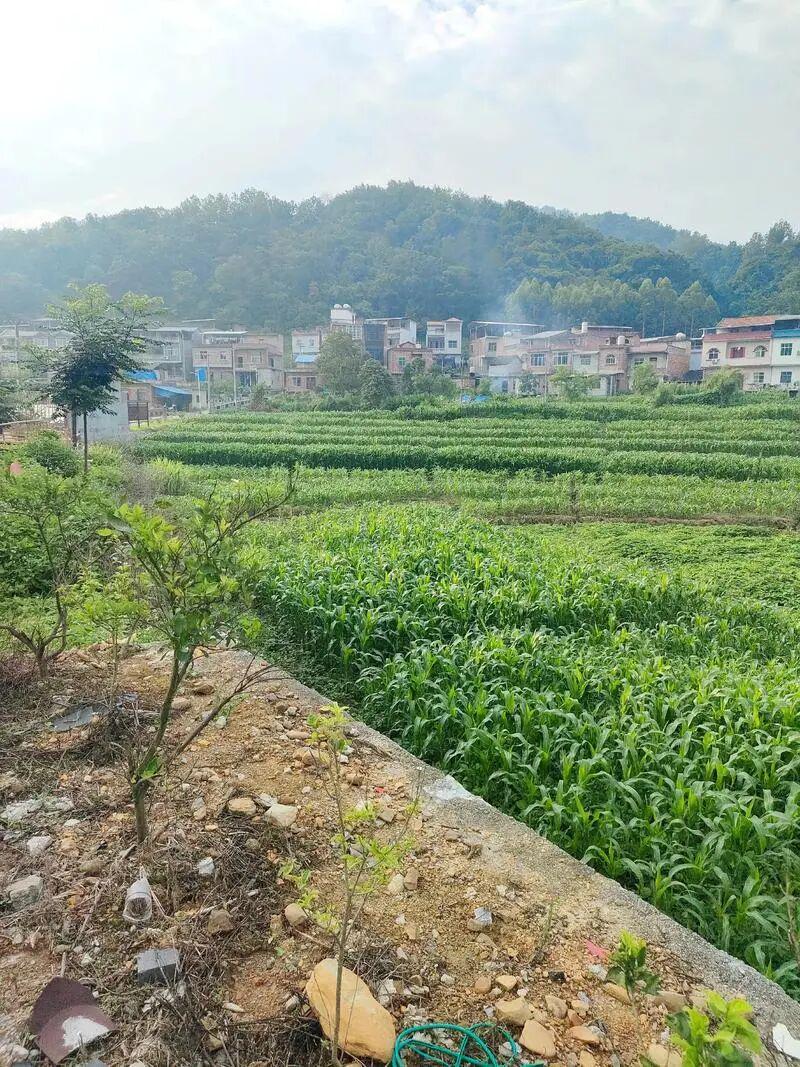 V体育电脑版-下一代都不回农村，还有必要回老家建房吗？说回农村建房人傻的，才是真不懂